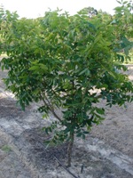 Small Pecan Tree